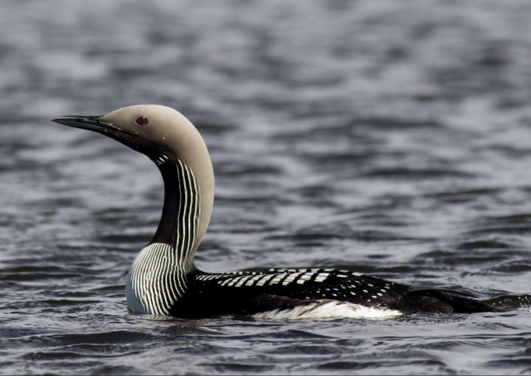 rare-arctic-loon-never-seen-before-in-wisconsin-documented-in-bayfield-county-lake-owen